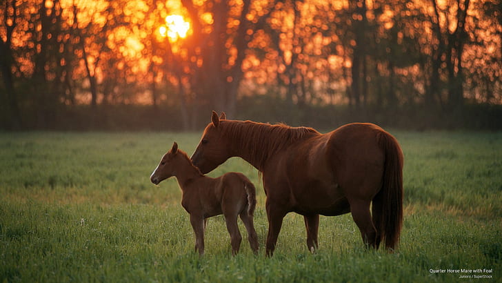Quarter Horse Mare with Foal, Animals, HD wallpaper