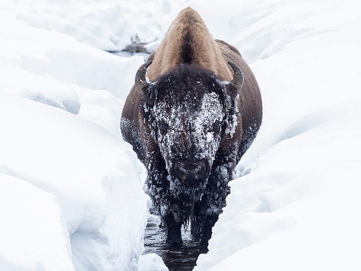 bison, hewan, dingin, musim dingin, salju, Wallpaper HD