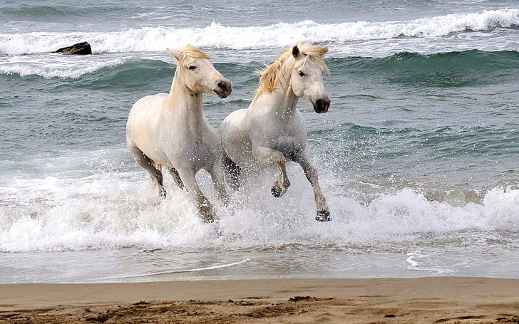 Horses White Sand Beach, Galloping In Waves Hd Desktop Wallpaper 1920×1200, HD wallpaper