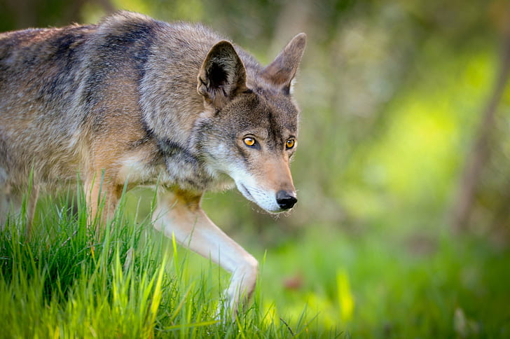 селективен фокус снимка на сив кайот, червен вълк, червен вълк, вълк, месоядно животно, природа, бозайник, дива природа, сив вълк, куче, животни в дивата природа, кучешки, HD тапет