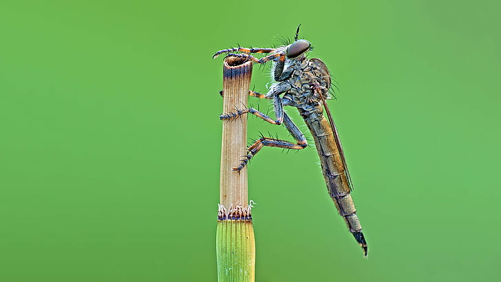 closeup photo of brown Dragonfly on grass, robber fly, robber fly, robber fly, closeup, photo, brown, Dragonfly, grass, macro, insect, robberfly, close-up, animal, nature, wildlife, HD wallpaper