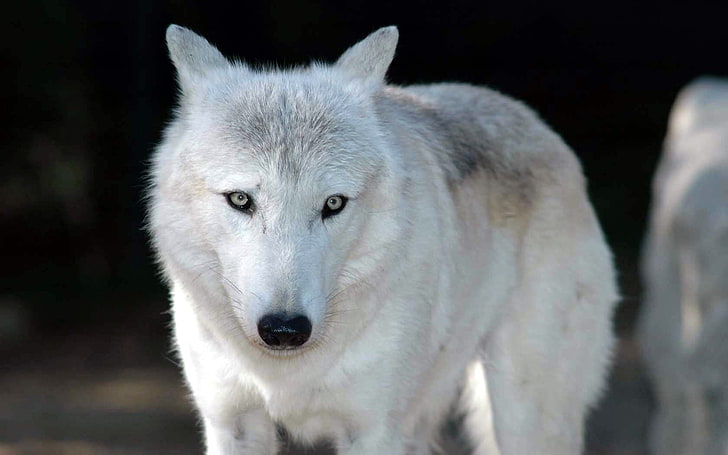 lupo bianco, lupo, animali, occhi grigi, primo piano, Sfondo HD