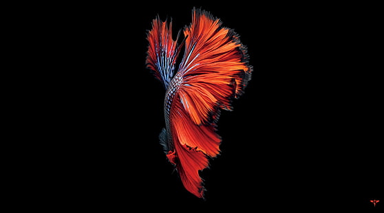 iPhone 6S, красные и черные обои бетта рыбы, компьютеры, Mac, рыба, черный, бетта, HD обои HD wallpaper