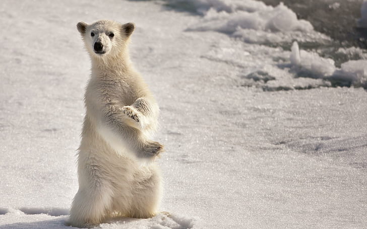 Urso polar na neve, urso polar, neve, vida selvagem, urso polar, urso, animais, HD papel de parede