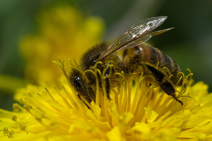 Lebah Madu pada fotografi closeup bunga kuning, Lebah Madu, kuning, bunga, fotografi closeup, makro, lebah, lebah, serangga, alam, penyerbukan, serbuk sari, close-up, madu, Wallpaper HD