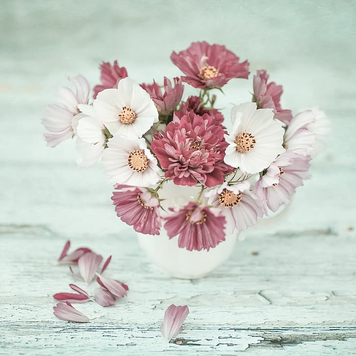 petali, un mazzo, crisantemo, kosmeya, Sfondo HD