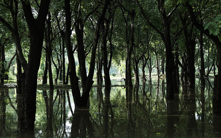 madera, árboles, inundación, primavera, pantano, Fondo de pantalla HD