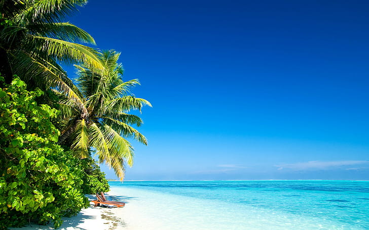 plage, eau, mer, tropical, cyan, ciel clair, soleil, palmiers, vert, eau claire, horizon, Fond d'écran HD