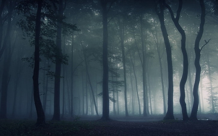 природа, пейзаж, туман, темно, лес, утро, деревья, HD обои