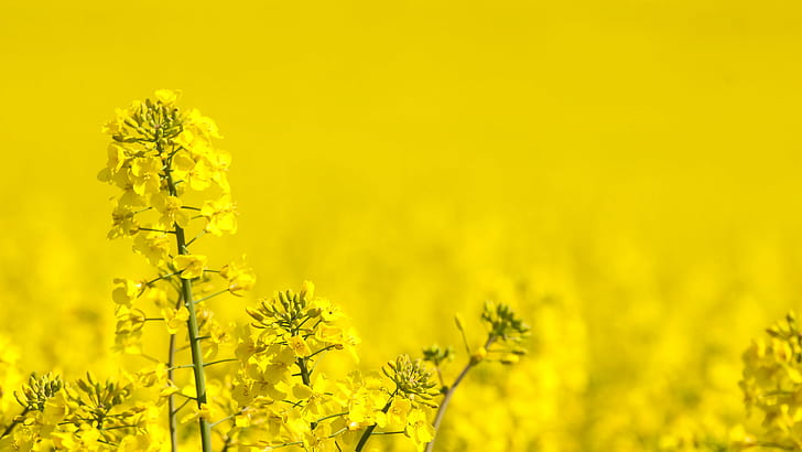Yellow, field, untitled, Raps, Yellow, field, untitled, Raps, gull, rapeseed, oilseed Rape, nature, canola, agriculture, flower, summer, plant, springtime, rural Scene, HD wallpaper