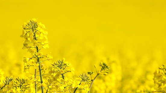 Yellow, field, untitled, Raps, Yellow, field, untitled, Raps, gull, rapeseed, oilseed Rape, nature, canola, agriculture, flower, summer, plant, springtime, rural Scene, HD wallpaper HD wallpaper