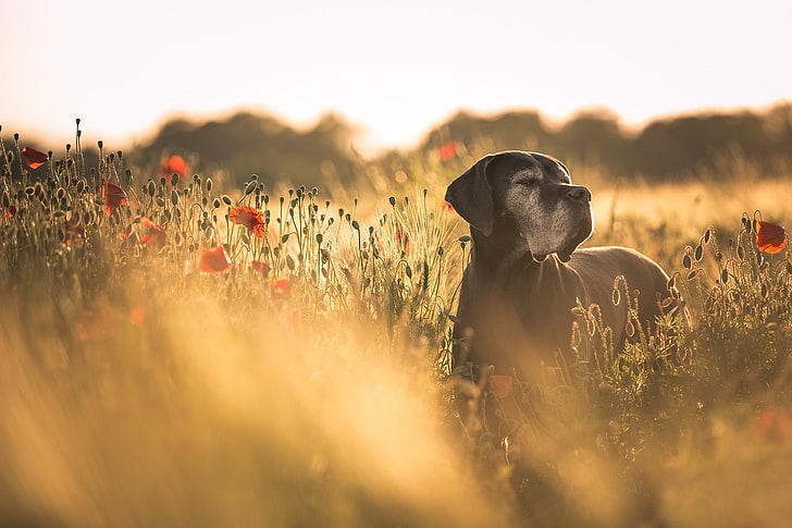 dorosły czarny dog ​​niemiecki, pies, pole, kwiaty, maki, czerwone kwiaty, głębia ostrości, zwierzęta, Tapety HD