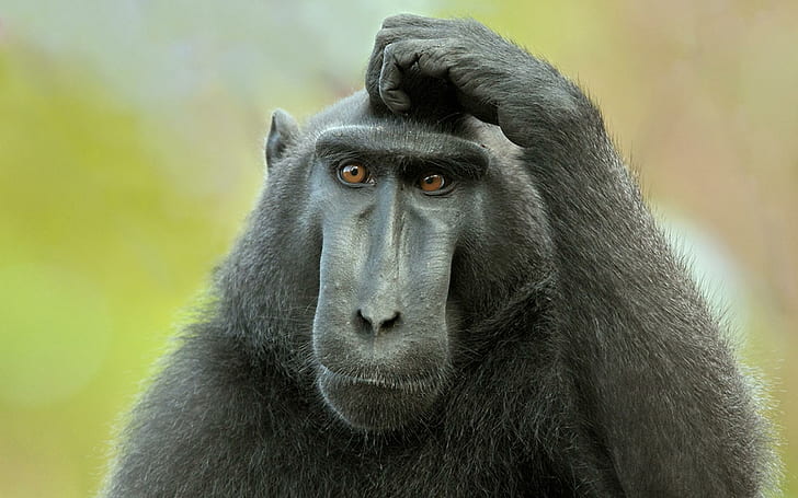 Sekarang Apa ?, monyet, pikirkan, lucu, primata, binatang, binatang, Wallpaper HD