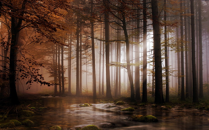 пейзаж, дървета, вода, блато, есен, тъмно, природа, HD тапет
