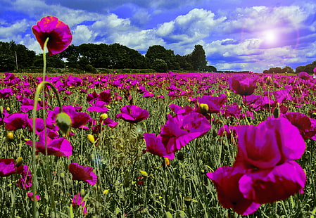 bidang bunga ungu petaled selama siang hari, bunga poppy, di taman malam, ungu, bunga, bidang, siang hari, apiun, alam, tulip, musim semi, tanaman, musim panas, keindahan Di Alam, luar ruangan, multi-warna, Kepala bunga, daun bunga, warna pink, Wallpaper HD HD wallpaper