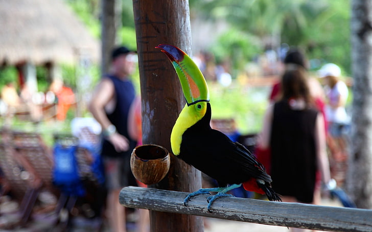 keel-billed toucan, toucan, bird, color, beak, people, HD wallpaper