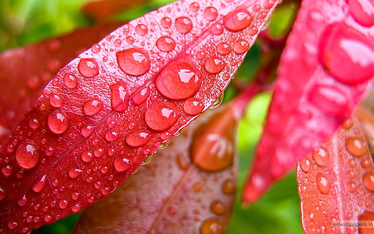 Water Bubbles on Pink Leaf, pink, water, bubbles, leaf, nature and landscape, HD wallpaper