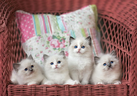 Koty, kot, zwierzę, niemowlę, kotek, ragdoll, Tapety HD HD wallpaper