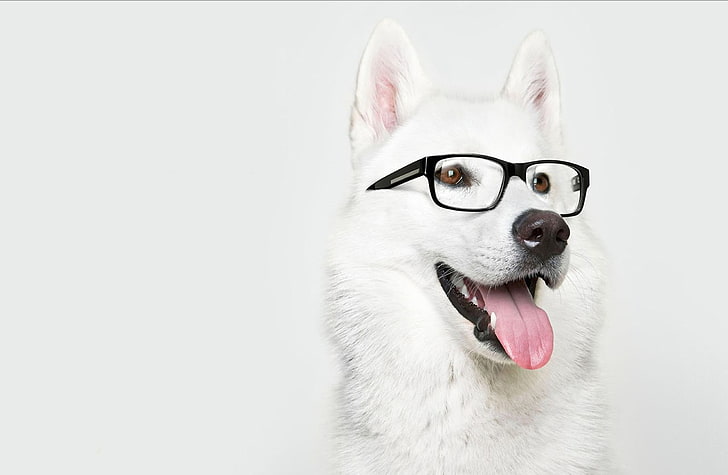 black framed eyeglasses, dog, glasses, Laika, HD wallpaper