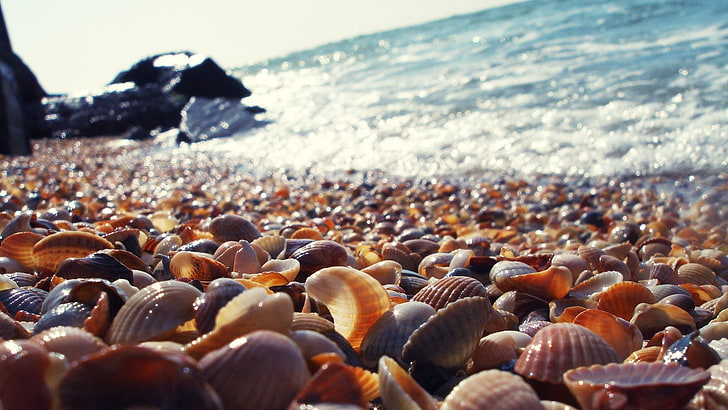 clam shell lot, seashell, rocks, blurred, macro, sea, beach, HD wallpaper