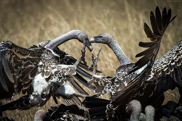 ptak, Vulture, Kenia, National Geographic Traveler Photo Contest, Masai Mara, Tapety HD