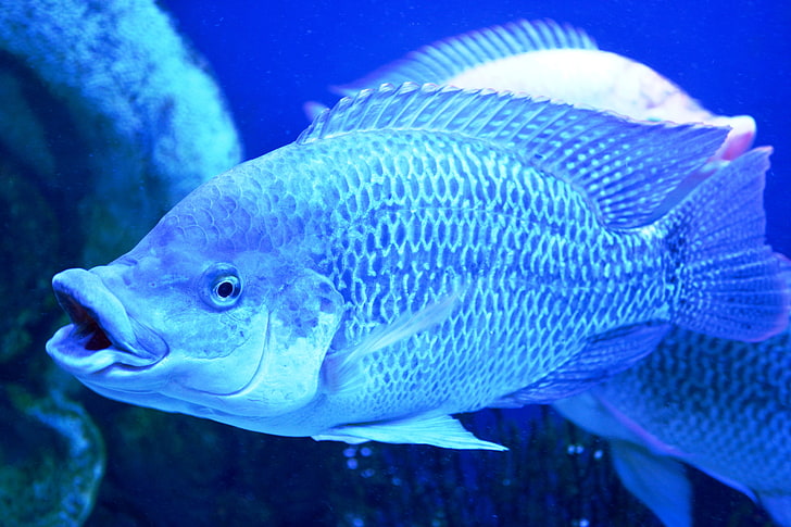 gray telapia fish, fishes, aquarium, breath, scales, HD wallpaper