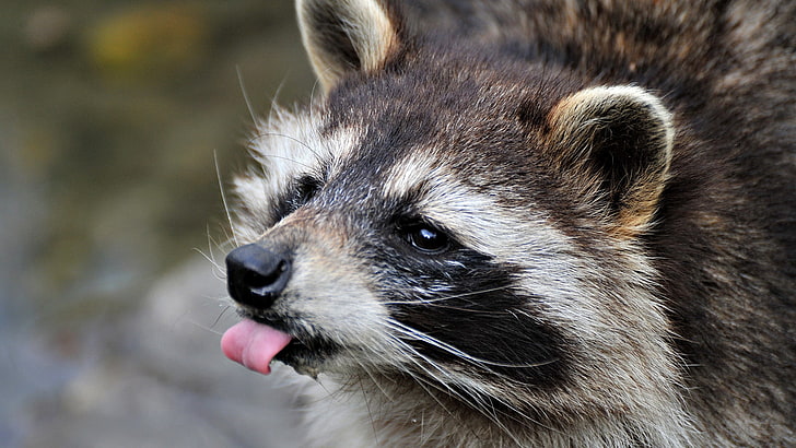 brown racoon, raccoon, tongue, fluffy, Wallpaper HD