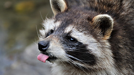 brown racoon, raccoon, tongue, fluffy, HD wallpaper HD wallpaper