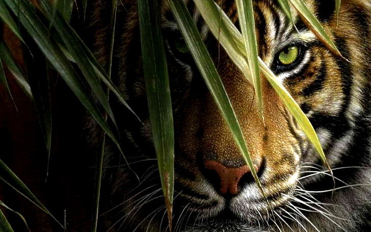 tiger  desktop, HD wallpaper