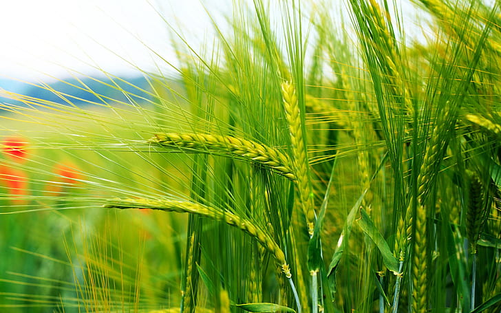 ladang jagung, Wallpaper HD