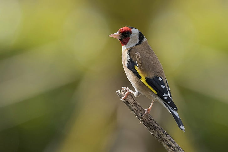 Birds, Goldfinch, Bird, HD wallpaper