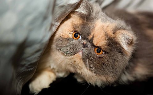 Красива екзотична късокосместа, кафява и оранжева персийска котка, екзотична късокосместа, разкошна, сладка, HD тапет HD wallpaper