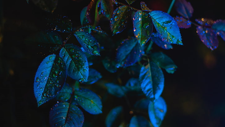 green leafed plant, simple, blue, dark, leaves, water drops, depth of field, HD wallpaper