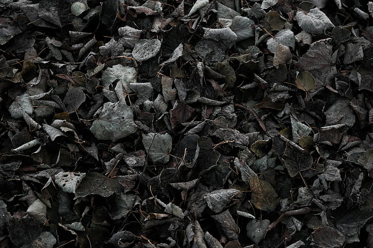 alam, musim gugur, dingin, tanah, tekstur, gelap, daun, Wallpaper HD