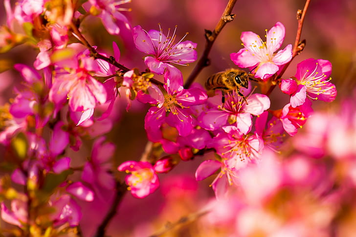 Весенние садовые цветы, красные и белые лепестки цветов, сад, цветы, весна, насекомое, пчела, макро, HD обои