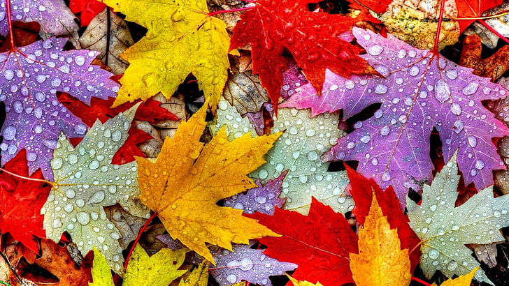 лист, осень, кленовый лист, дерево, кленовые листья, листья, цвета, разноцветные, HD обои