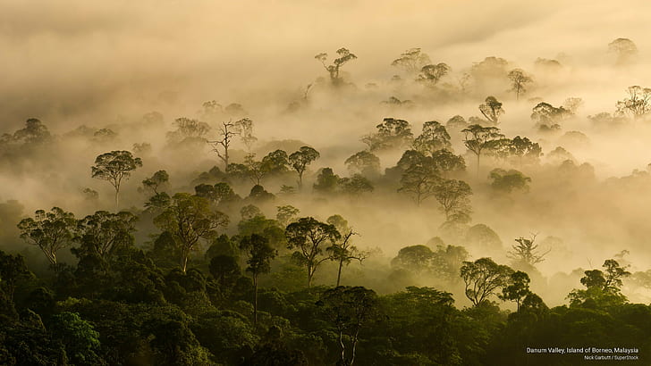 Danum Valley, île de Bornéo, Malaisie, Nature, Fond d'écran HD