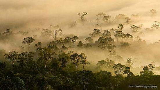 Danum Valley, ön Borneo, Malaysia, natur, HD tapet HD wallpaper