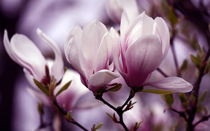 ดอกไม้กลีบดอกสีชมพูดอกไม้กลีบดอกสีชมพูอ่อนโยน, วอลล์เปเปอร์ HD