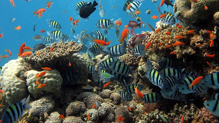 banco de peces rayados negros y azules, peces, corales, Fondo de pantalla HD