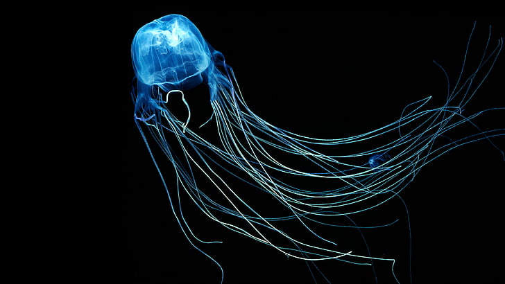 meduse illuminate, Australian Box Jellyfish, 4k, 5k wallpaper, 8k, Jellyfish, Rangiroa, Oceano Indiano, immersioni, turismo, Sfondo HD