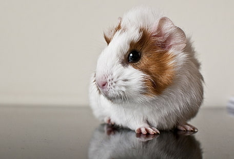 white and brown guinea pig, guinea pig, rodent, spotted, HD wallpaper HD wallpaper