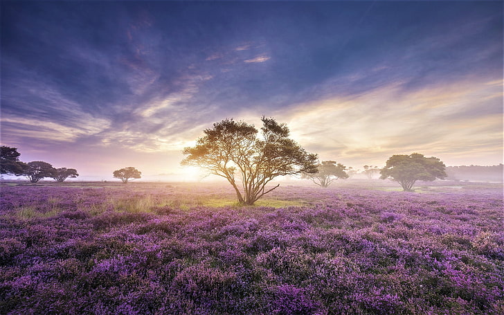 grüner Blattbaum und purpurrote Blumen, Landschaft, Sonnenaufgang, Natur, HD-Hintergrundbild