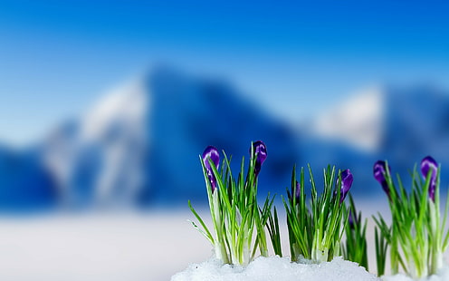 Primavera açafrão, flores roxas, primavera, açafrão, montanha, neve, flores, HD papel de parede HD wallpaper