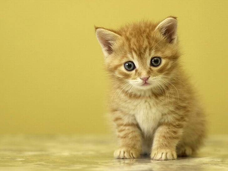 Sevimli bebek kedi yavrusu, kedi, küçük, pençeleri, çok güzel, turuncu tabby yavru kedi, sevimli bebek kedi yavrusu, kedi, küçük, pençeleri, çok güzel, HD masaüstü duvar kağıdı