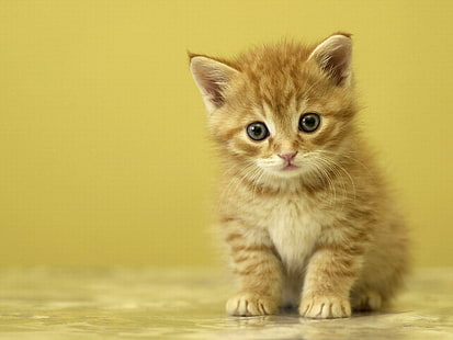 귀여운 아기 고양이, 고양이, 작은, 발톱, 사랑 스럽다, 주황색 얼룩 고양이, 귀여운 아기 고양이, 고양이, 작은, 발톱, 사랑 스럽다, HD 배경 화면 HD wallpaper
