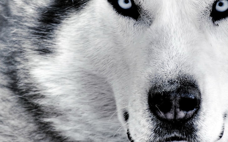 biało-czarny wilk śnieżny, Siberian husky, zwierzęta, pies, Tapety HD
