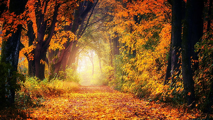 couleurs d'automne, paysage d'automne, forêt d'automne, feuilles colorées, des bois, arbres d'automne, à feuilles caduques, feuilles d'automne, arbres, lumière du soleil, chemin forestier, voie, chemin, Fond d'écran HD