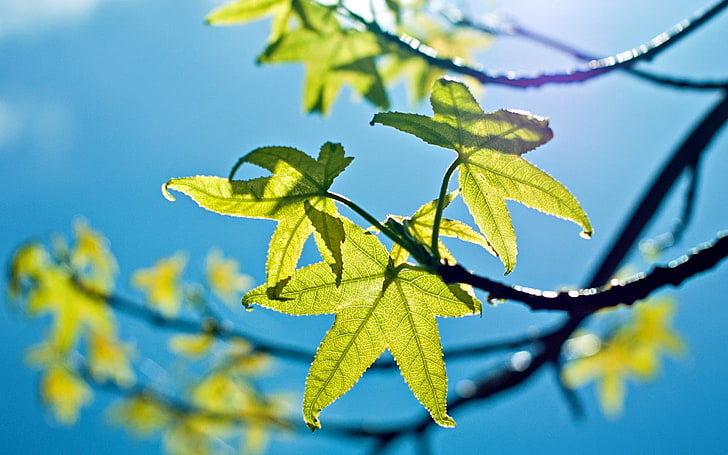 green leaf, leaves, light, green, young, spring, sky, blue, HD wallpaper