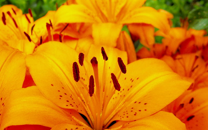 Iris From The Sun, bunga kuning petaled, kuning, alam, bunga, putik, kelopak, 3d dan abstrak, Wallpaper HD
